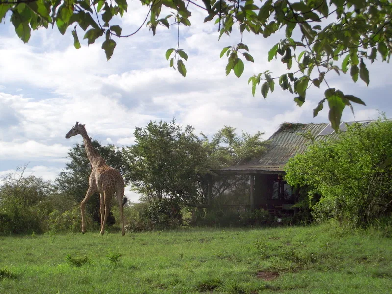 Giraffes roaming through Silole Sanctuary grasslands