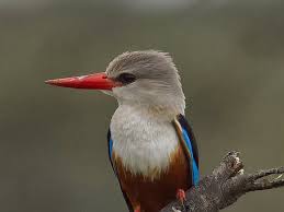 Brown-hooded Kingfisher at Silole Sanctuary